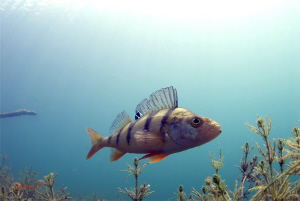A perch looking into my port by Sven Tramaux 